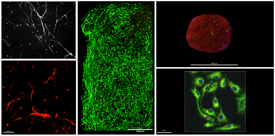 Scientific images of biofabrication and bioanalysis