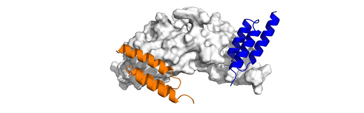 scientific illustration of affibodies, small proteins that can be specially engineered to grab onto specific other proteins and release them at different rates, in orange and blue and and  bone morphogenetic protein-2 (BMP-2) in gray