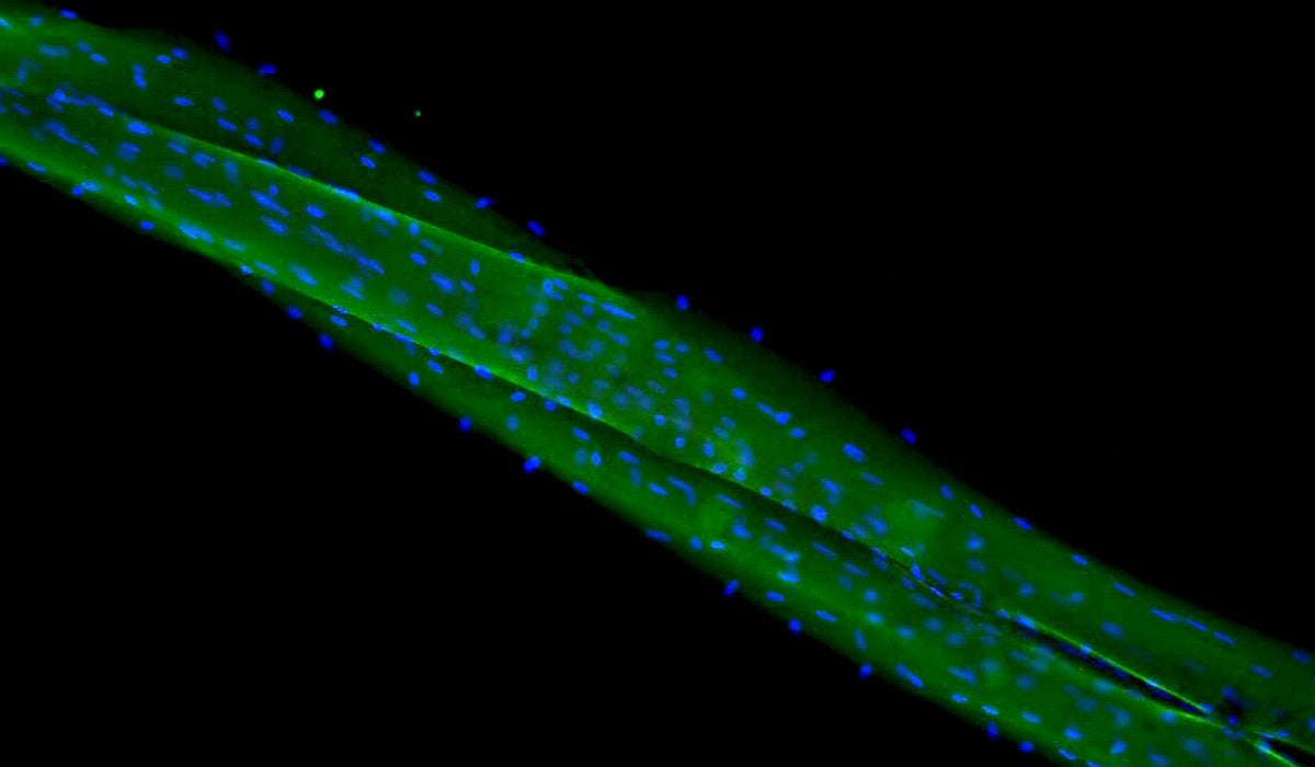 Center for Biomedical Data Science at the Knight Campus microscopic image