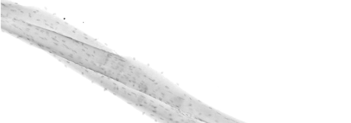 black and white muscle fiber