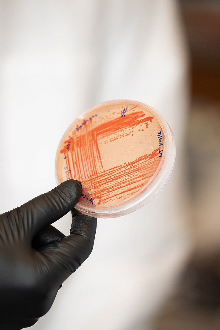 Plesa lab knight campus