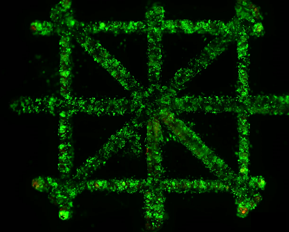 DLP - showing green cells in a box/cross pattern on a black background