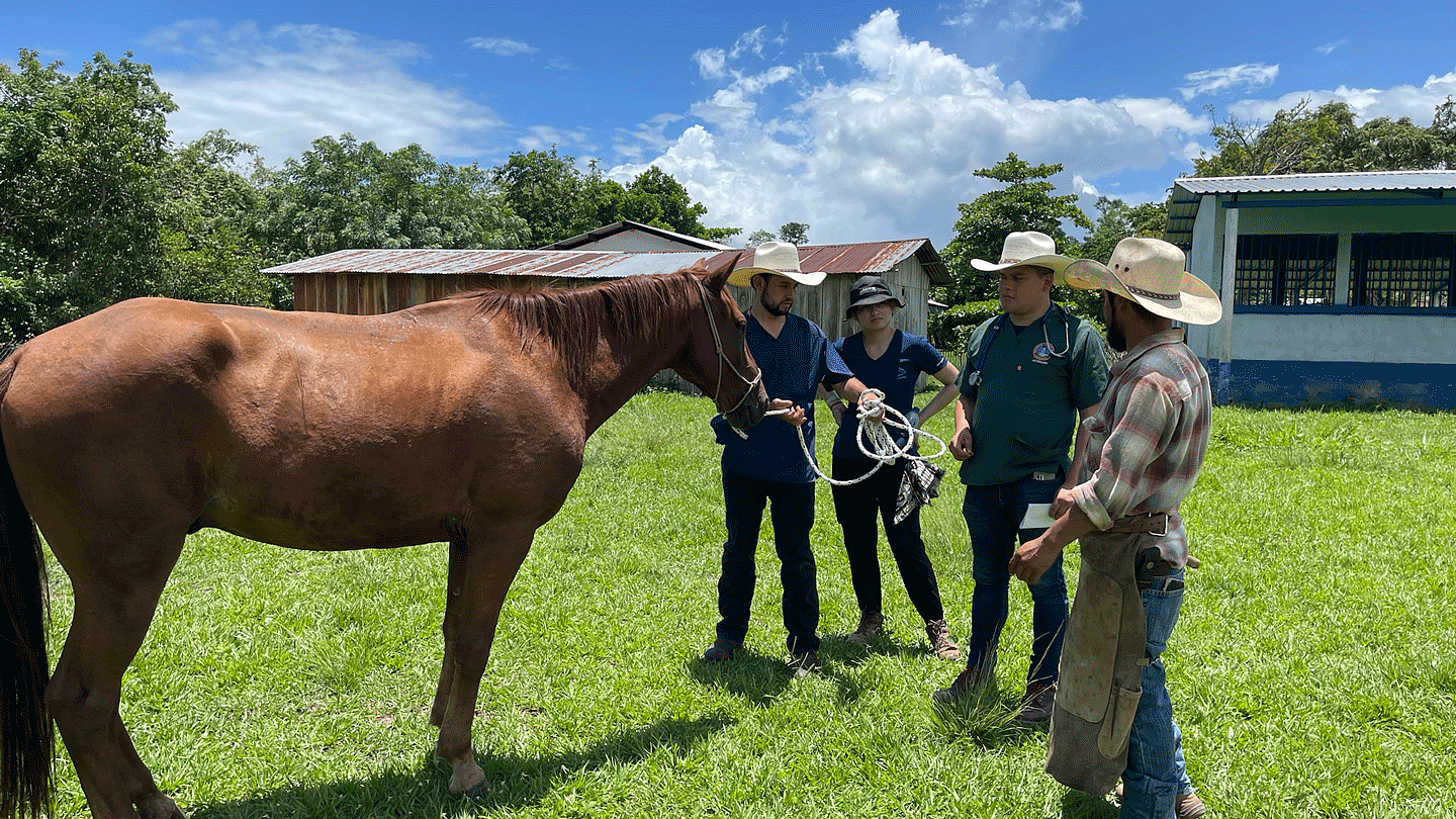 Horse standing in grass with three vets and a cowboy