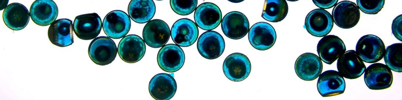 blue spheres with a white background