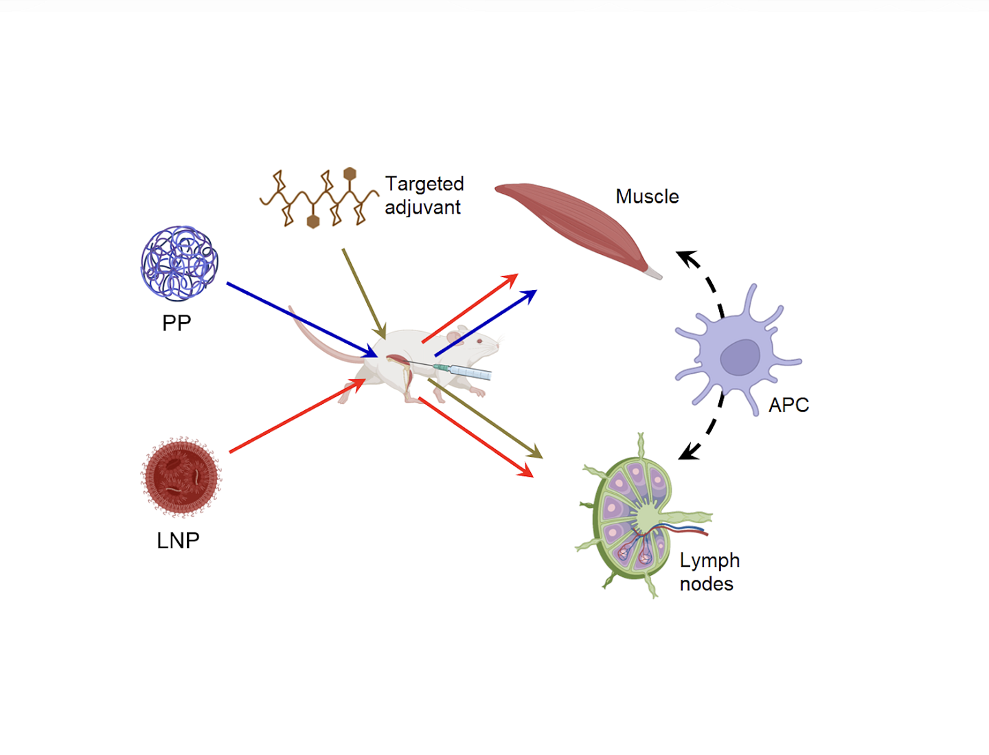 Drug-augmented RNA vaccines and therapeutics from the Peeler lab