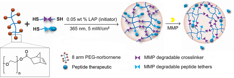 chematic depicting a hydrogel formulated for delivery of a peptide therapeutic by enzymatic degradation. This hydrogel is composed of 8-arm poly(ethylene glycol) (PEG)-norbornene, matrix metalloproteinase (MMP)-degradable crosslinkers, and MMP-degradable tethers bound to the therapeutic of interest. Cell-secreted MMPs degrade the gel network and tethers, releasing the therapeutic molecule. from the Benoit lab