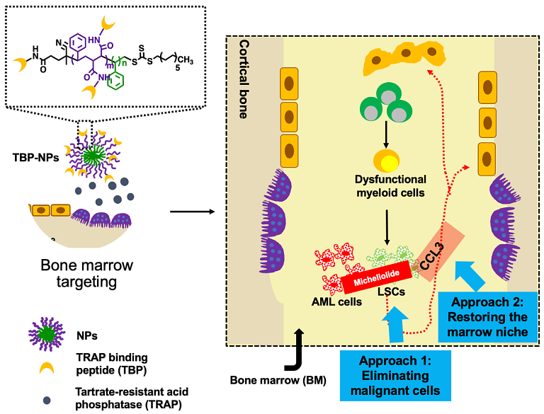 A schematic of the development of bone marrow (BM) and LSC targeted drug delivery systems (DDS) for acute myeloid leukemia (AML) in the Benoit Lab