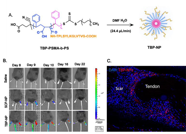 (A) Di-block PSMA-b-PS polymers functionalized with a TRAP Binding Peptide are self-assembled into nanoparticles for targeted tendon delivery. (B) Wild type mice that have undergone tendon injury and repair procedures are treated with TBP-NPs on days 7 after injury, and TBP-NP accumulation is monitored via IVIS. TBP-NPs show preferential tendon accumulation compared to controls. (C) Fluorescent image showing TBP-NP accumulation in the tendon. In the Benoit Lab