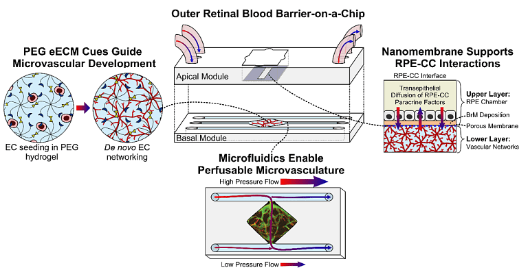 Developing Tissue Mimetics of the Outer Retinal Blood Barrier from the Benoit Lab