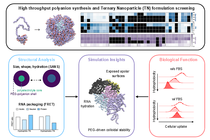 Graphic abstract from  Polyanion chemistry engineers ternary RNA nanoparticle structure/function from the inside-out