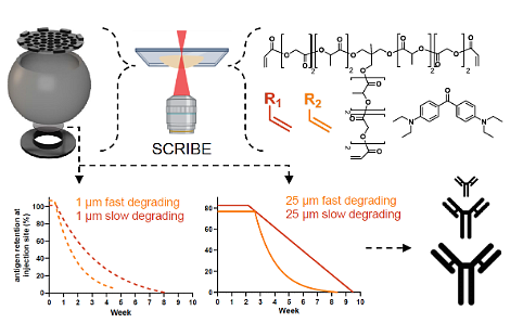 Graphical abstract for Nanoscale biodegradable printing for designed tuneability of vaccine delivery kinetics 