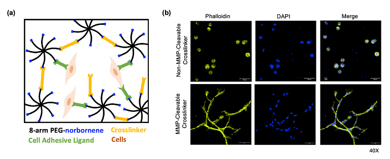 Poly(ethylene glycol) (PEG) hydrogels that contain an MMP degradable crosslinker support cell spreading in the Benoit lab