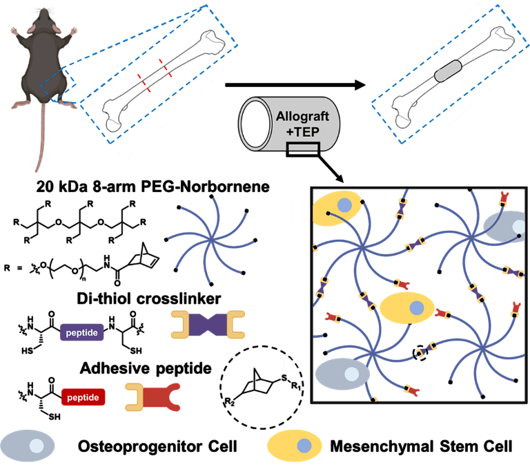 Figure 1: Tissue engineered periosteum (TEP) for improved bone allograft healing. Schematic depicting bone allograft modified with TEP in a murine femoral defect model. TEP hydrogel comprises 20kDa 8-arm poly(ethylene glycol) (PEG)- norbornene and crosslinked with a di-thiol crosslinker via thiol:ene chemistry. Hydrogels can be modified with tethered adhesive peptide epitopes and encapsulated cells in the benoit lab