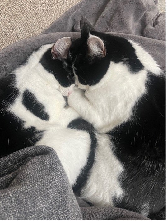 black and white cats sleeping