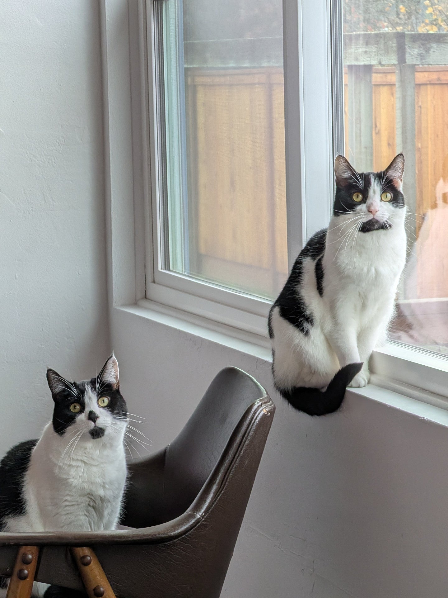 Two black and white cats
