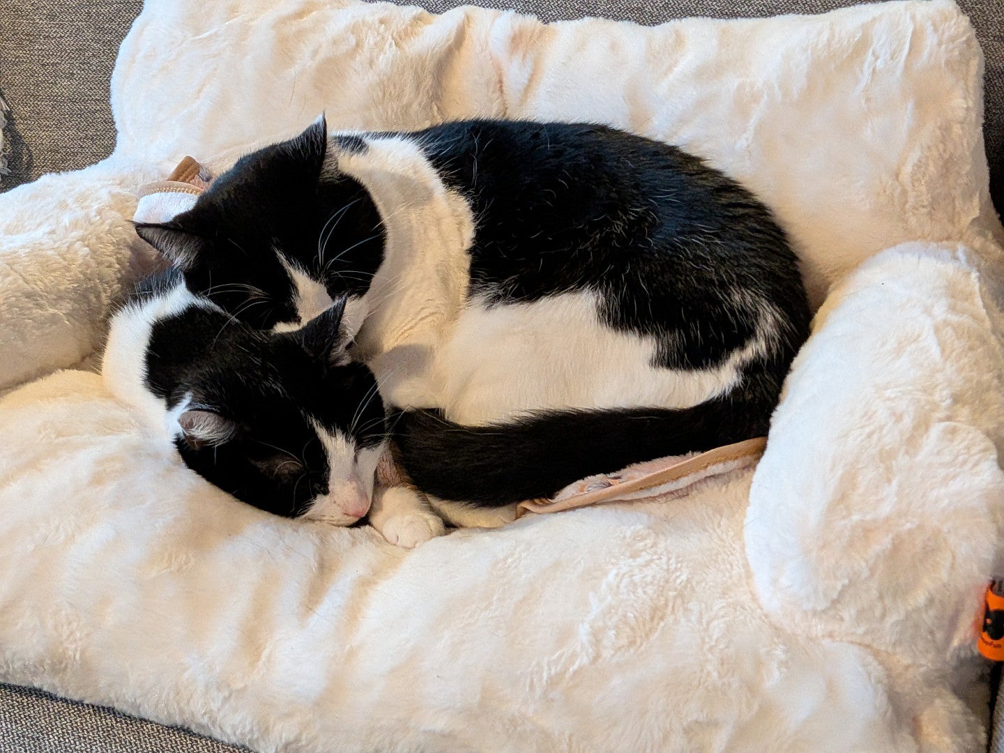 Two black and white cats sleeping