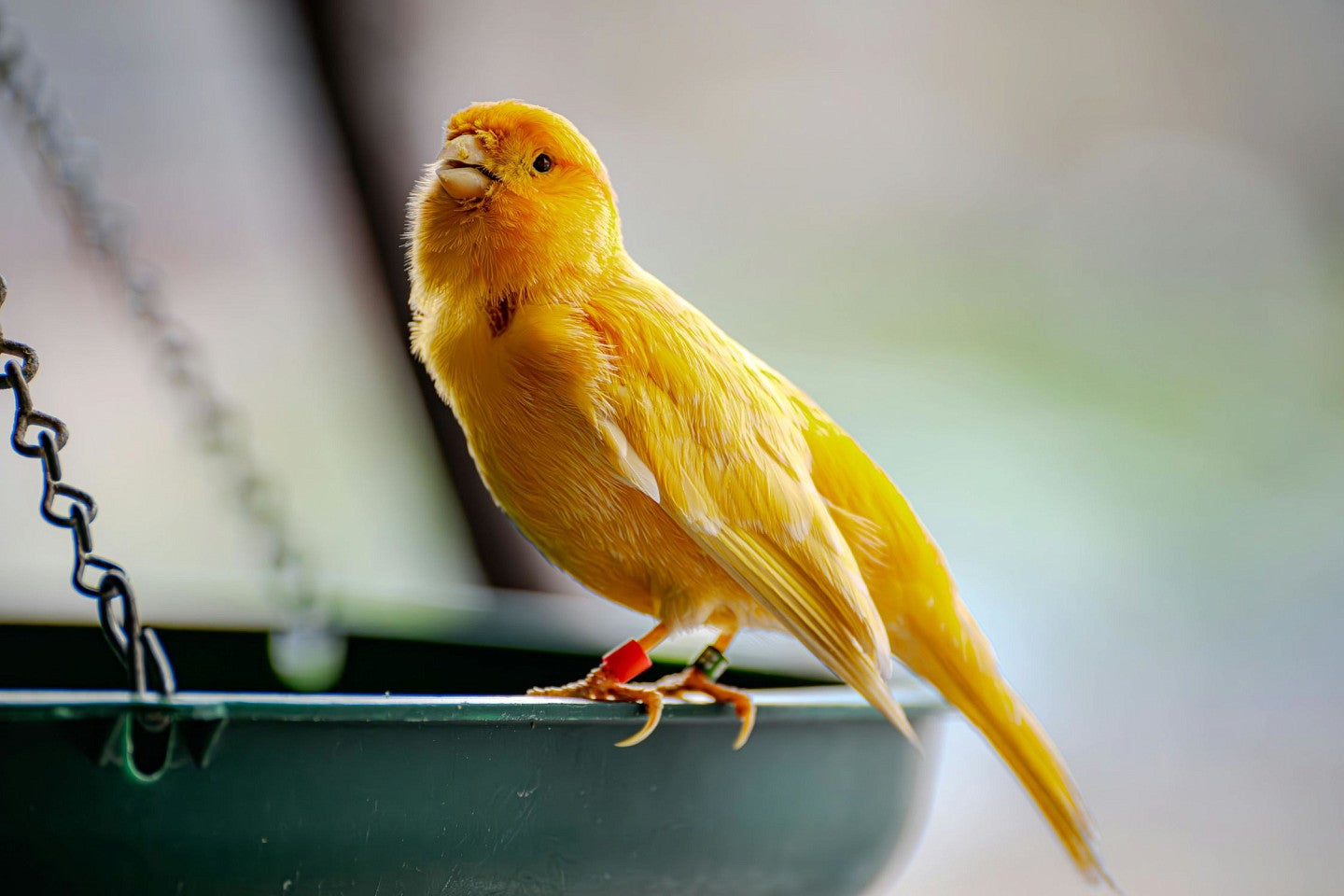 A Canary songbird. Photo by Héctor Berganza on Pexels.