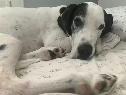 Black and white dog