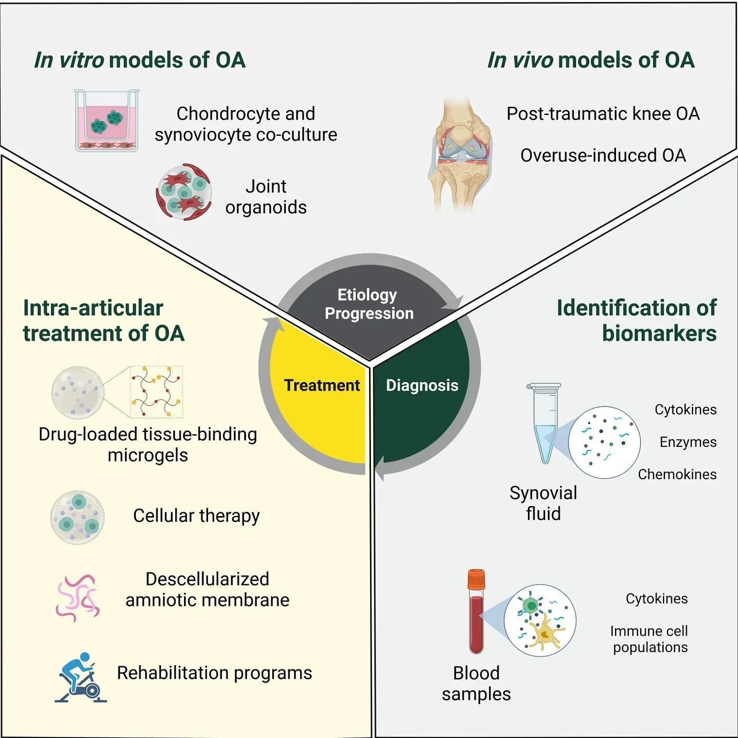 Guldberg Lab models to understand OA
