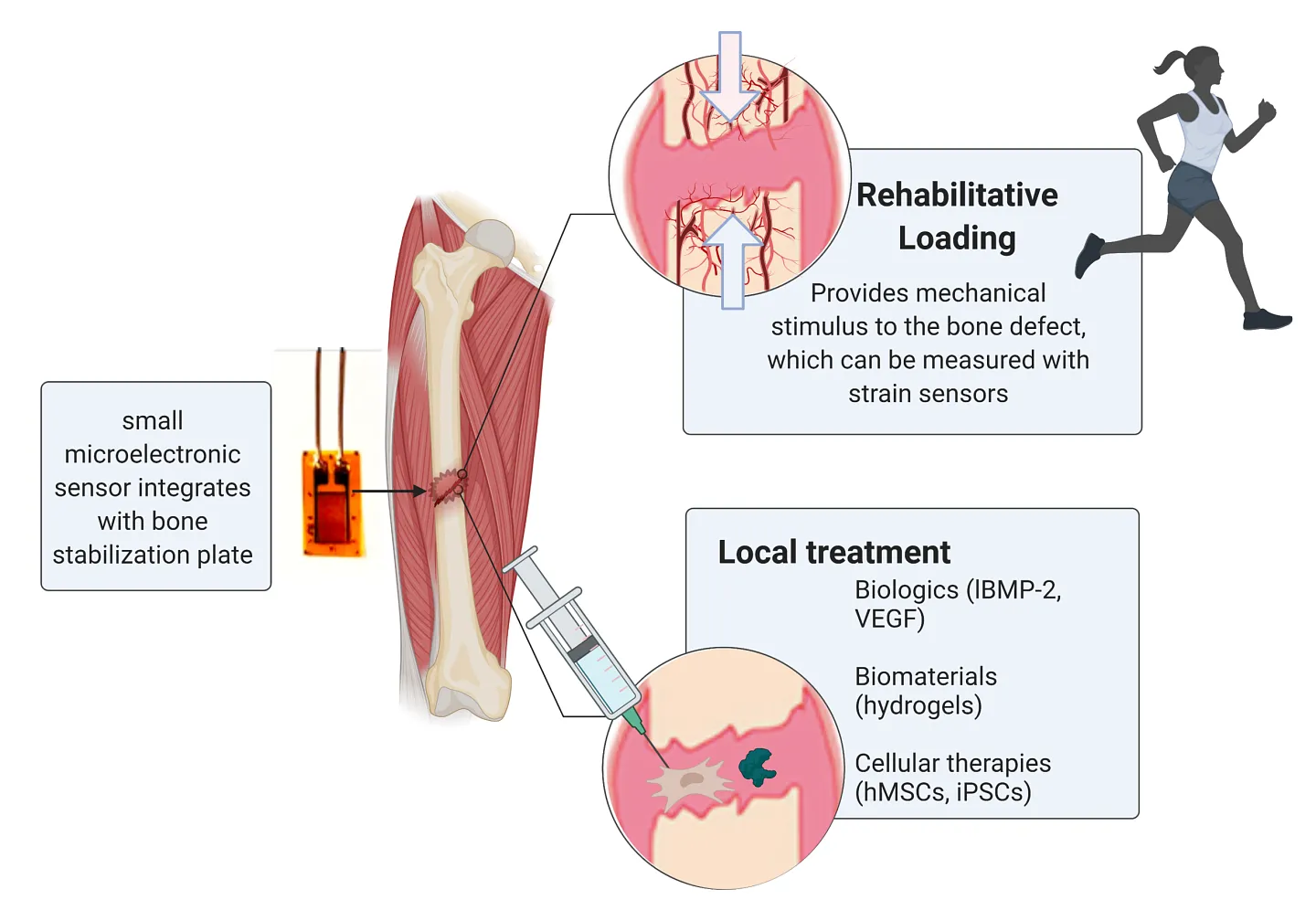 Harnessing mechanical regulation of musculoskeletal regeneration
