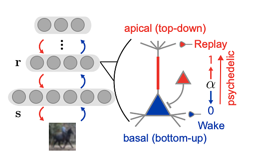 model of oneirogen hypothesis