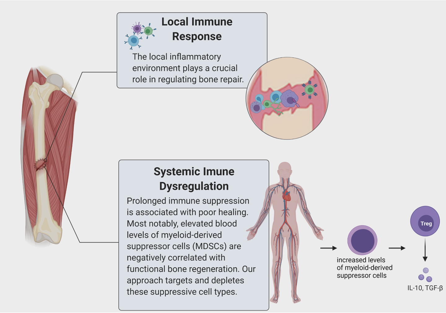 Engineering the body’s immune response to promote healing after trauma