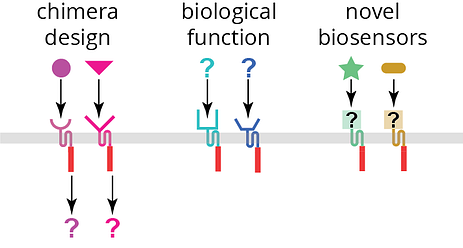 ​Chimeric Histidine Kinases for Biosensing