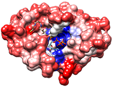 Blue and white and red protein structure
