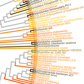 Synethetic metagenomics tree