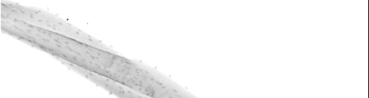 black and white muscle fiber