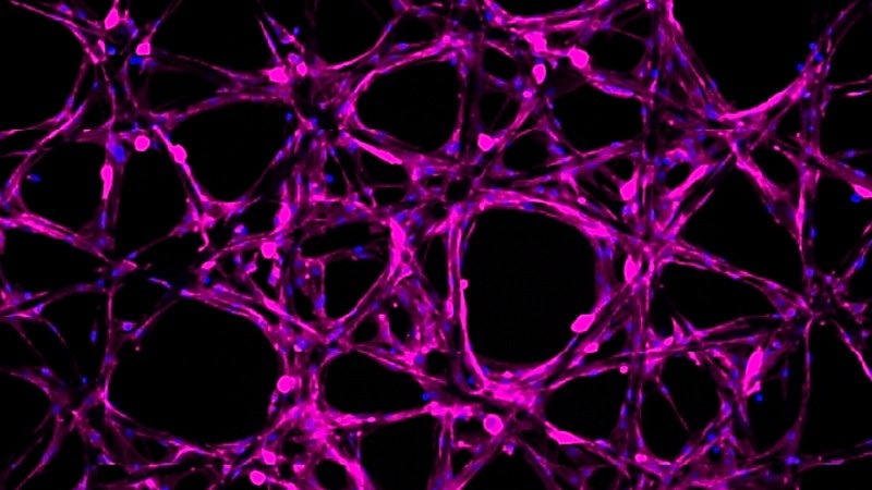 Purple on black image of mouse muscle cells growing on hydrogel