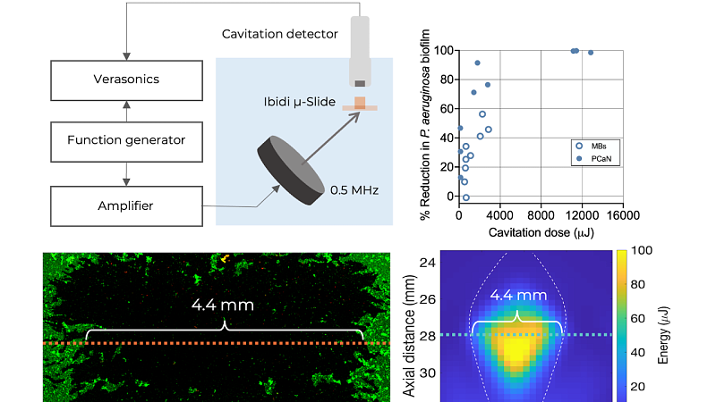 graphical abstract for Quantitative evaluation of anti-biofilm cavitation activity seeded from microubbles or protein cavitation nuclei by passive acoustic mapping