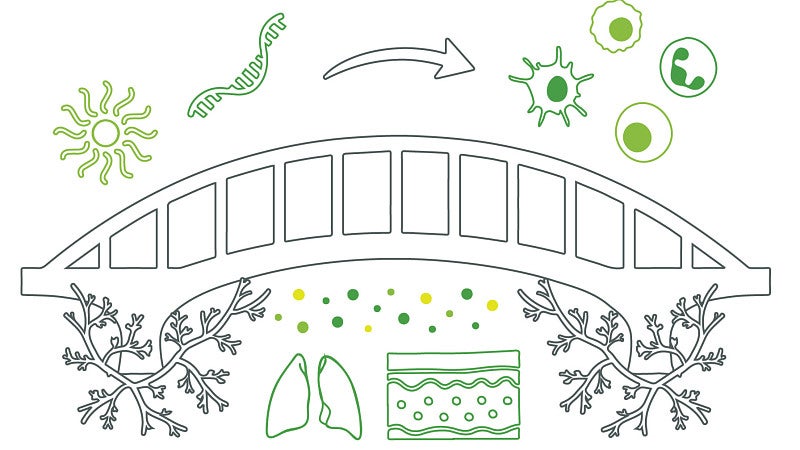 white background, with an outlined grey bridge, outlined green lungs and skin, RNA molecules and cells, representing research in the Peeler Lab