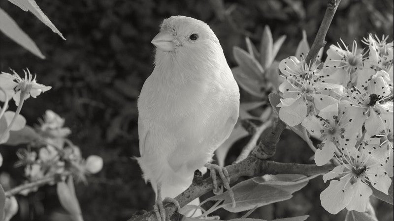 Black and white image of a canary on a tree with a flower