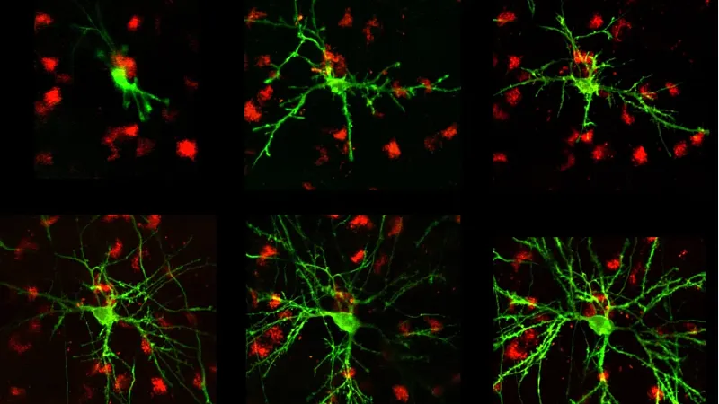 Neuron sections from the Gardner Lab