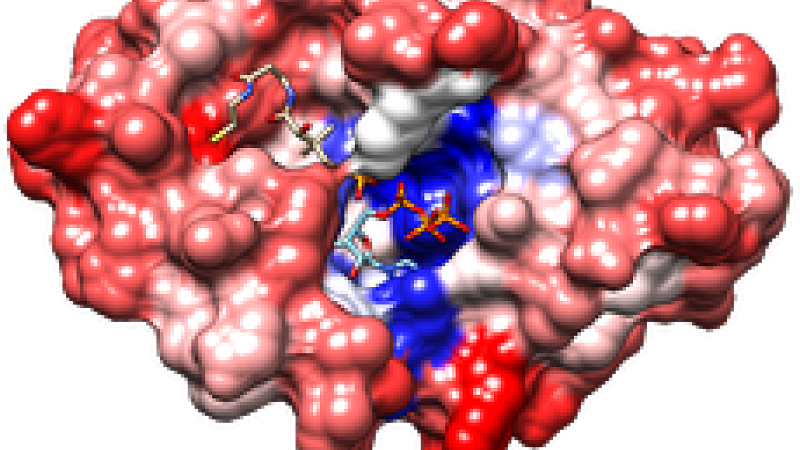 Blue and white and red protein structure