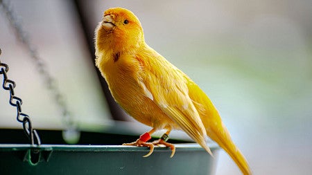 A Canary songbird. Photo by Héctor Berganza on Pexels.