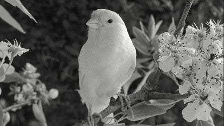 Black and white image of a canary on a tree with a flower