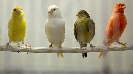 Songbirds