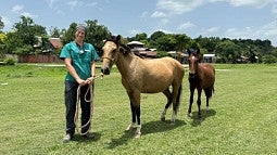 Knight Campus Clinical Research Associate Kait Link wearing veterinary scrubs and smiling with horse reins in her hands and horse next to her
