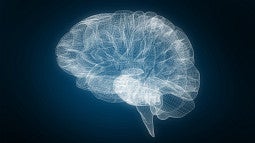 Brain