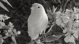 Black and white image of a canary on a tree with a flower