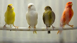 Songbirds