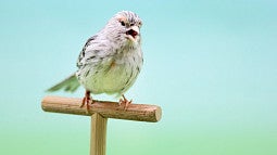 singing canary