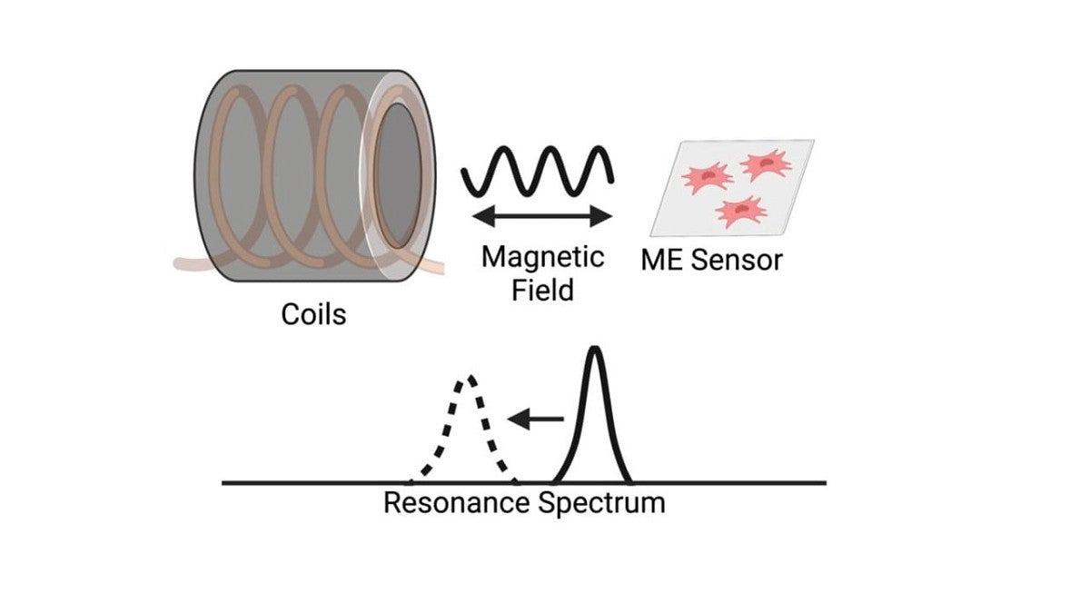 Magnetoelastic Sensors for Real-Time Monitoring of Cell Growth