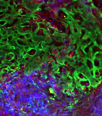 Research publication image