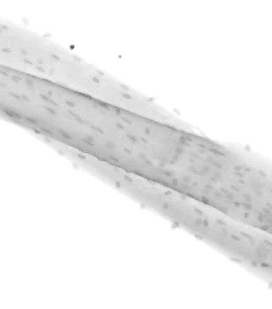black and white muscle fiber