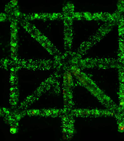 DLP - showing green cells in a box/cross pattern on a black background