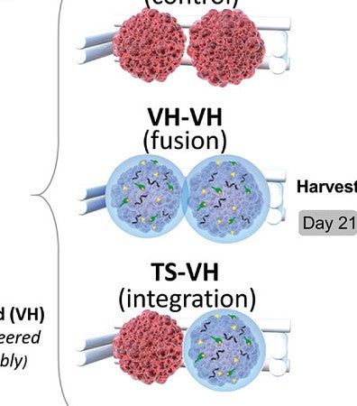 figure from 3D-Bioassembly of VH-Spheroids for Cartilage Regeneration: in Vitro Evaluation of Chondrogenesis, Fusion and Lateral Integration