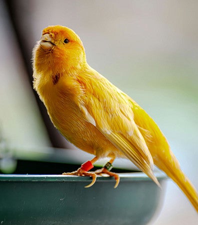 A Canary songbird. Photo by Héctor Berganza on Pexels.